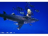 長風海洋世界水族館