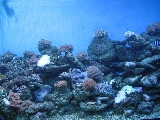 上海海洋水族館